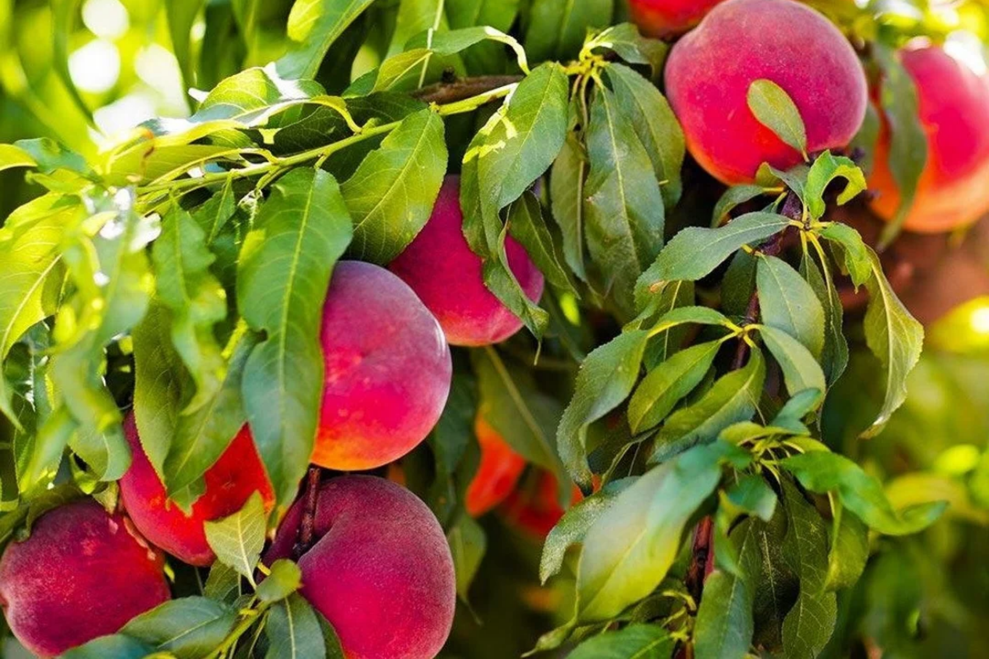 Bare Root Red Skin Peach Tree - 2-3 Ft Live Fruit Tree Prunus persica for Home Garden, Edible Peaches, Spring Blossoms