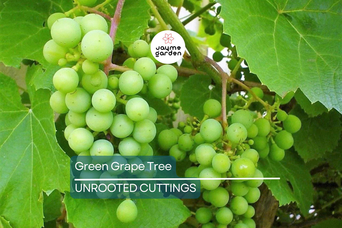 Potted Green Grape Vine Cutting – Live Seedless Sweet Grapes Plant for Outdoor Gardens – Vitis vinifera