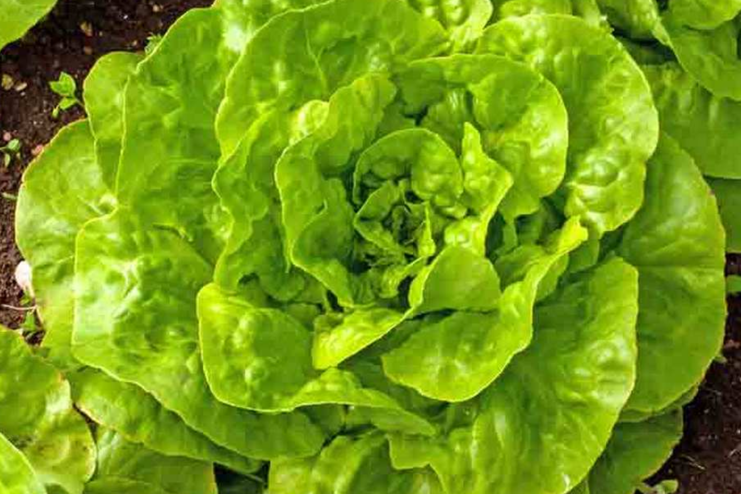 Romaine Lettuce Seeds - 1200+ Non-GMO Red Leaf Heirloom Seeds for Home Gardening