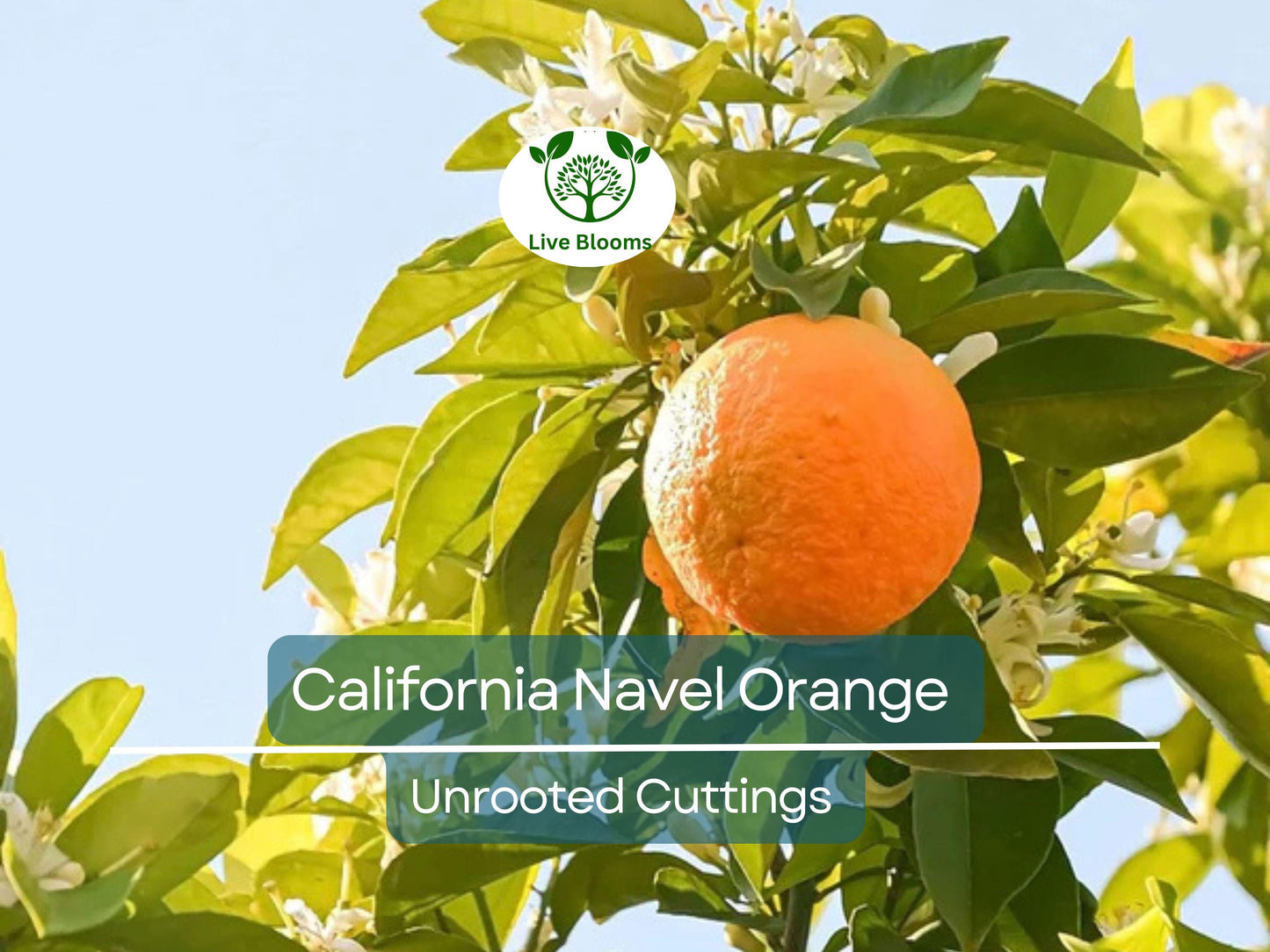 5pcs California Navel Orange Unrooted Cuttings – Sweet Citrus sinensis Tree for Propagation