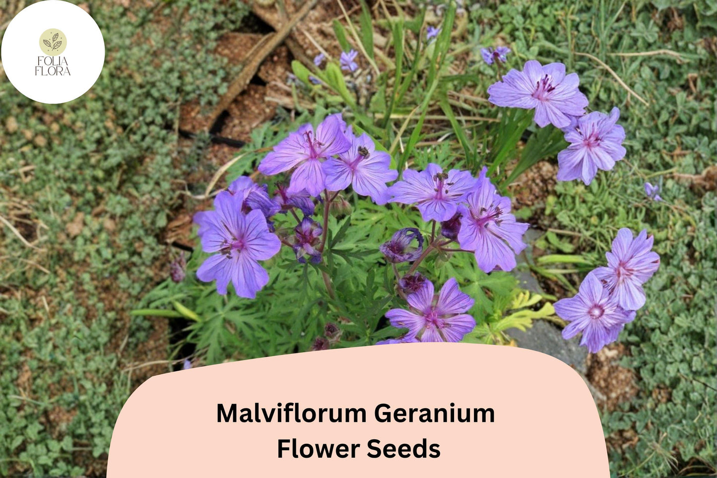 25+ Malviflorum Geranium Seeds – Hardy Perennial with Purple Flowers for Garden Beds and Borders