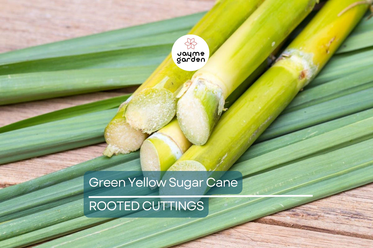 Rooted Green/Yellow Sugar Cane Plant, Organic Juicing & Chewing Sugarcane - Saccharum officinarum, Potted Live Plant