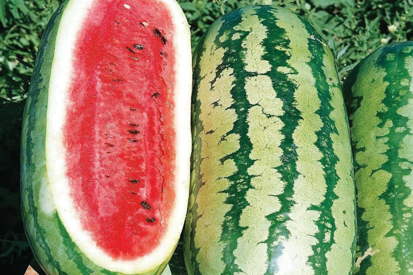 Jubilee Watermelon Seeds 1g Heirloom Citrullus lanatus Sweet Juicy Melons Non-GMO Summer Fruit