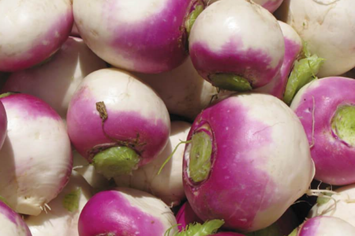 Purple Top White Globe Turnip Seeds – Heirloom, Non-GMO, Dual-Purpose Roots & Greens, Brassica rapa, Easy to Grow Vegetable Seeds