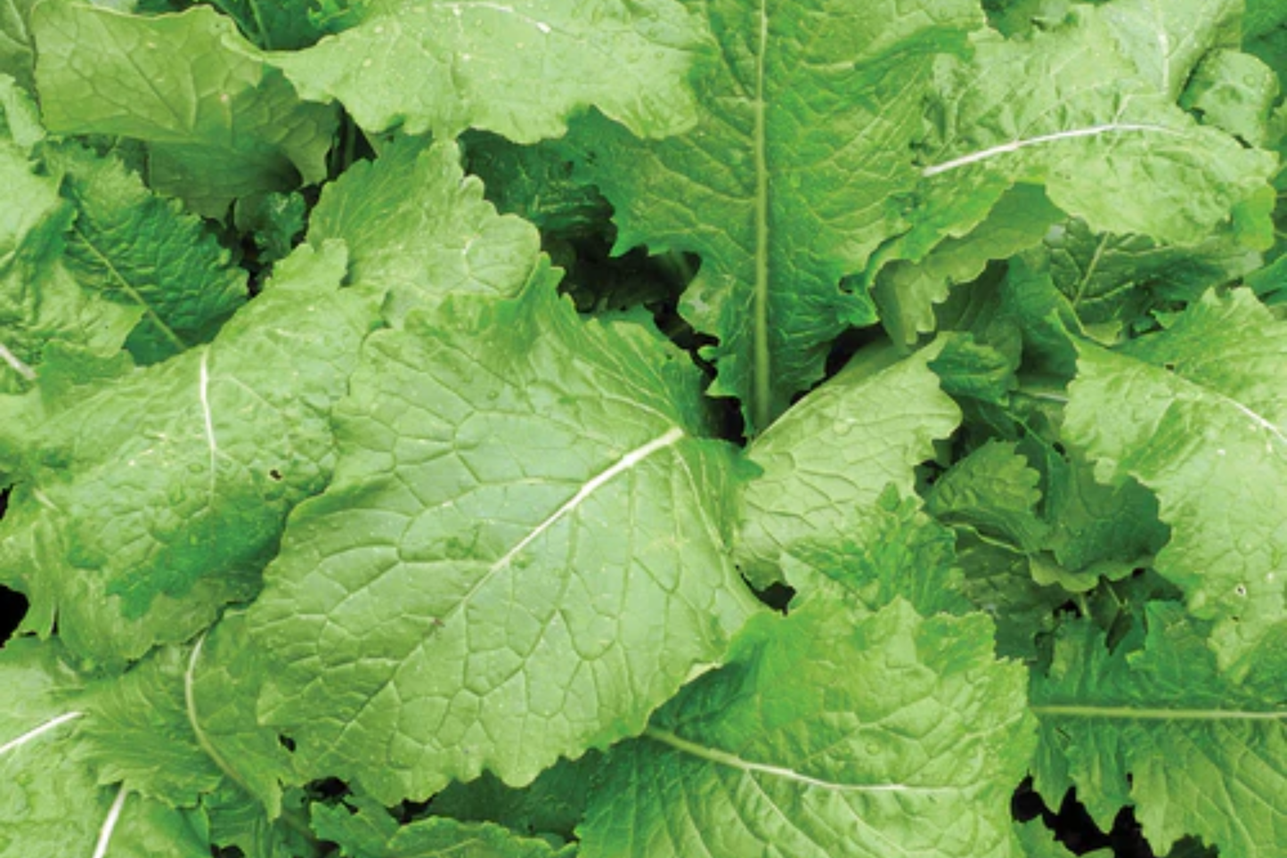 Turnip Seven Top Seeds Brassica rapa Leafy Greens Non-GMO Heirloom Fast-Growing for Salads & Cooking