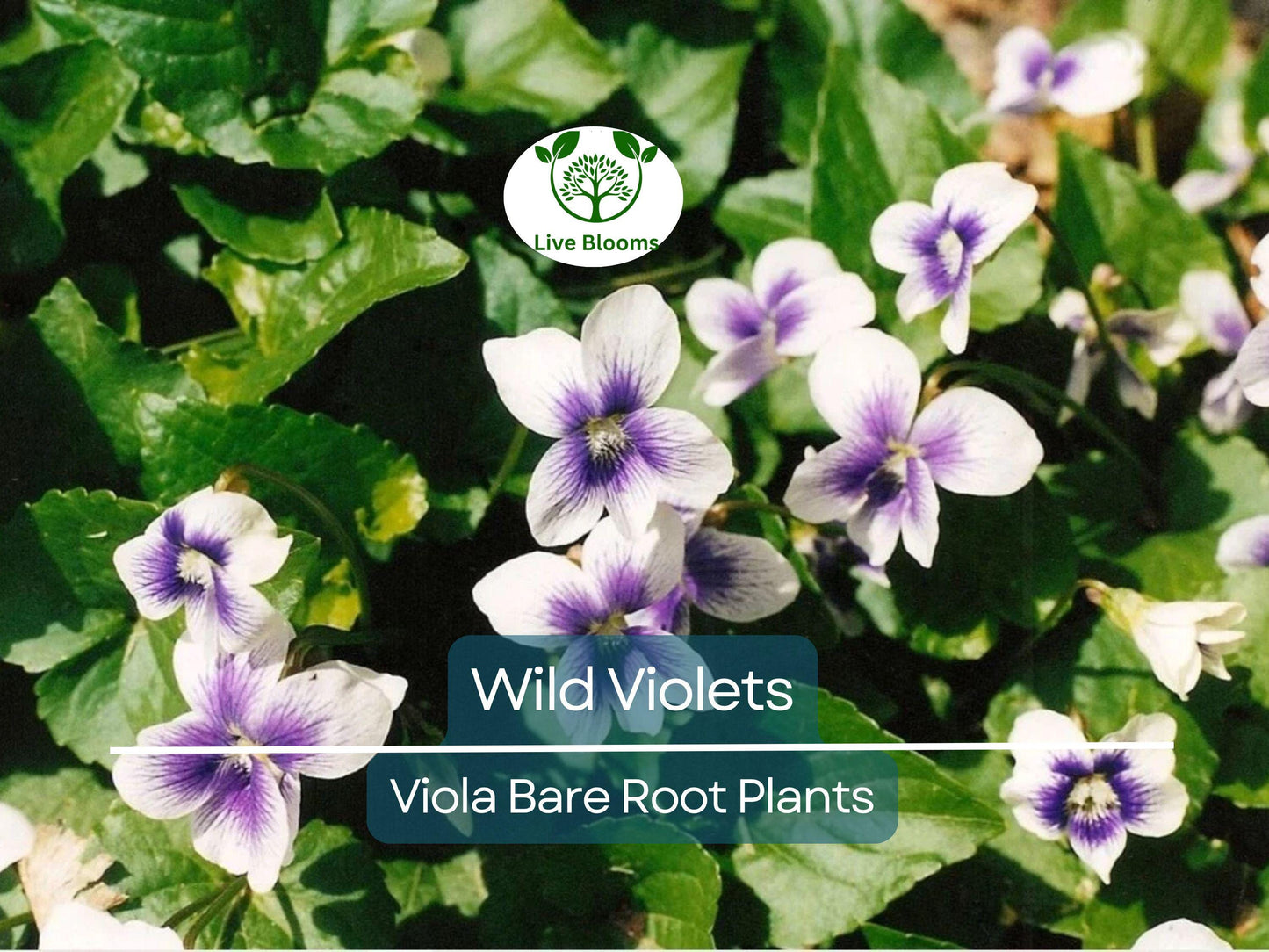 10 Wild Violets Plants – Hardy Purple & White Perennial Groundcover for Shade Gardens