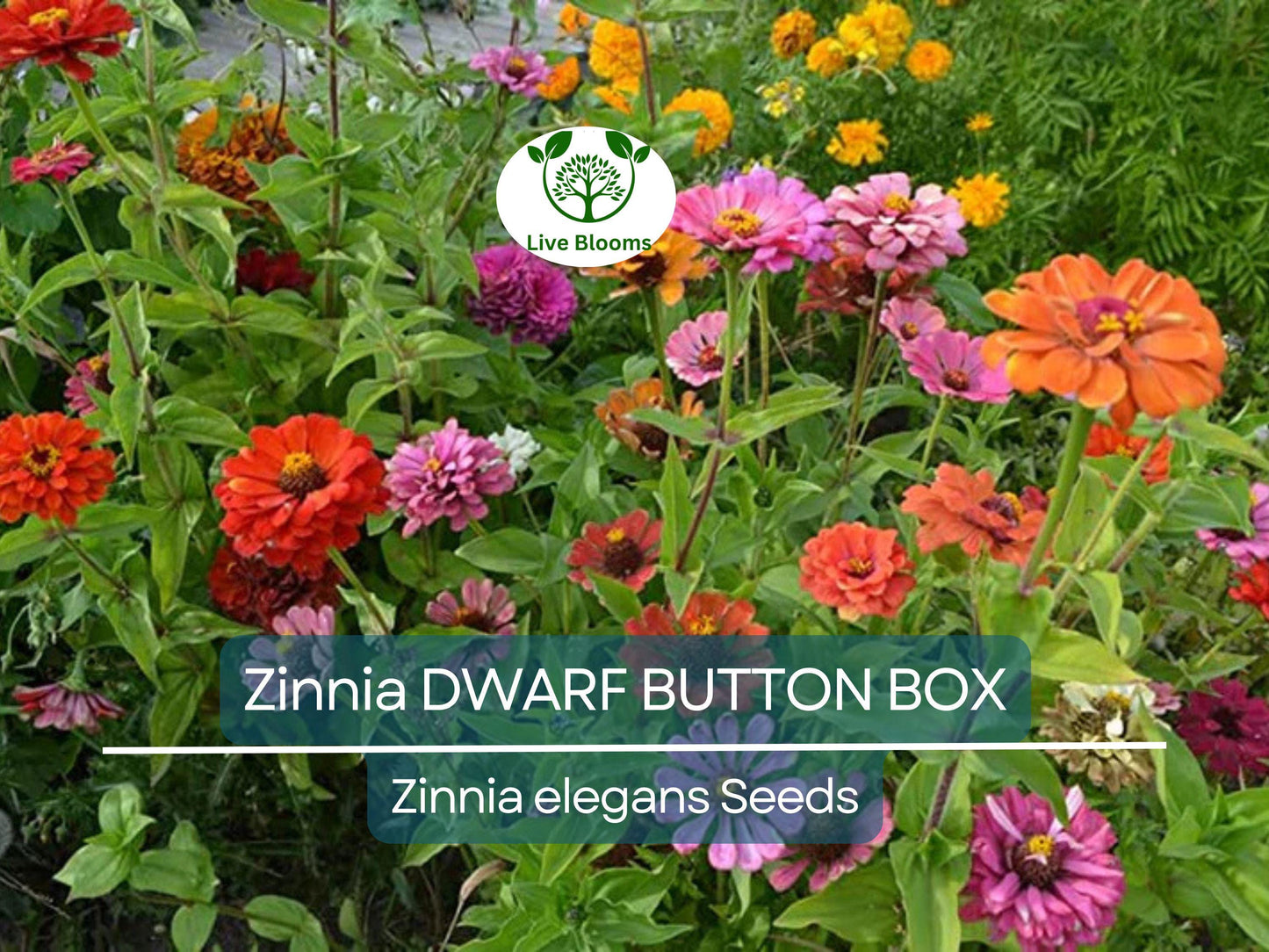 200 Zinnia Dwarf BUTTON BOX Heirloom Seeds - Non-GMO Color Mix for Containers & Gardens