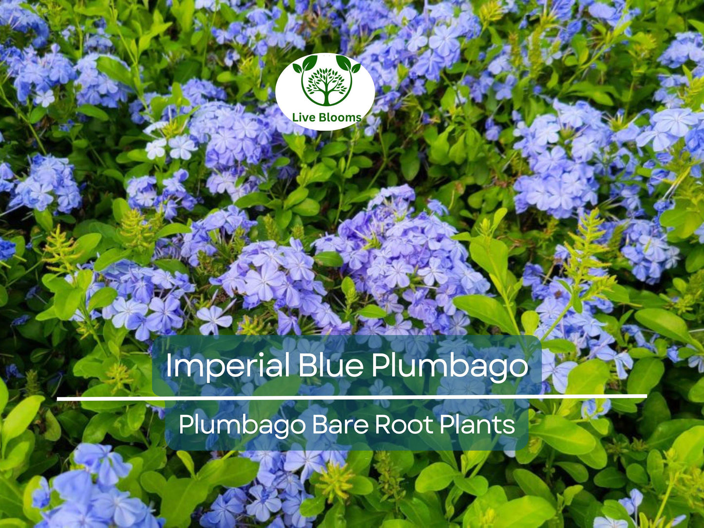 2 Imperial Blue Plumbago Plants – Fast-Growing Perennial with Brilliant Blue Blooms, Bare Root 5” Tall
