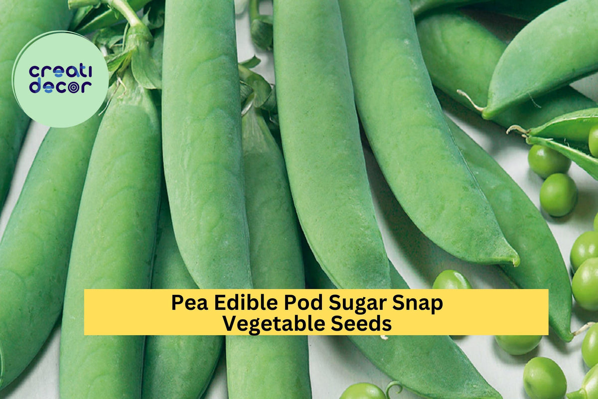 Sugar Snap Pea Seeds 3pcs 5g Edible Pods Pisum sativum var. macrocarpon Easy to Grow for Home Vegetable Gardens