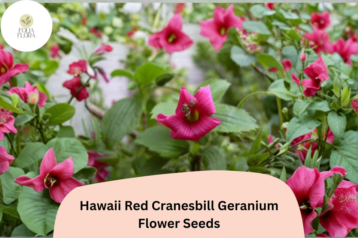 25+ Hawaii Red Cranesbill Geranium Seeds | Hardy Perennial Pink Flowers for Garden Beds & Borders