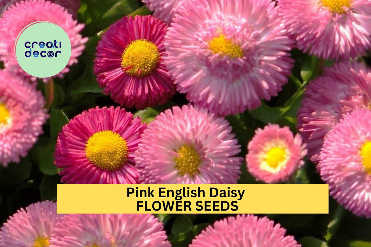 200+ Pink English Daisy Seeds – Rosy Button Blooms for Borders & Containers, Perennial Garden Flowers USA