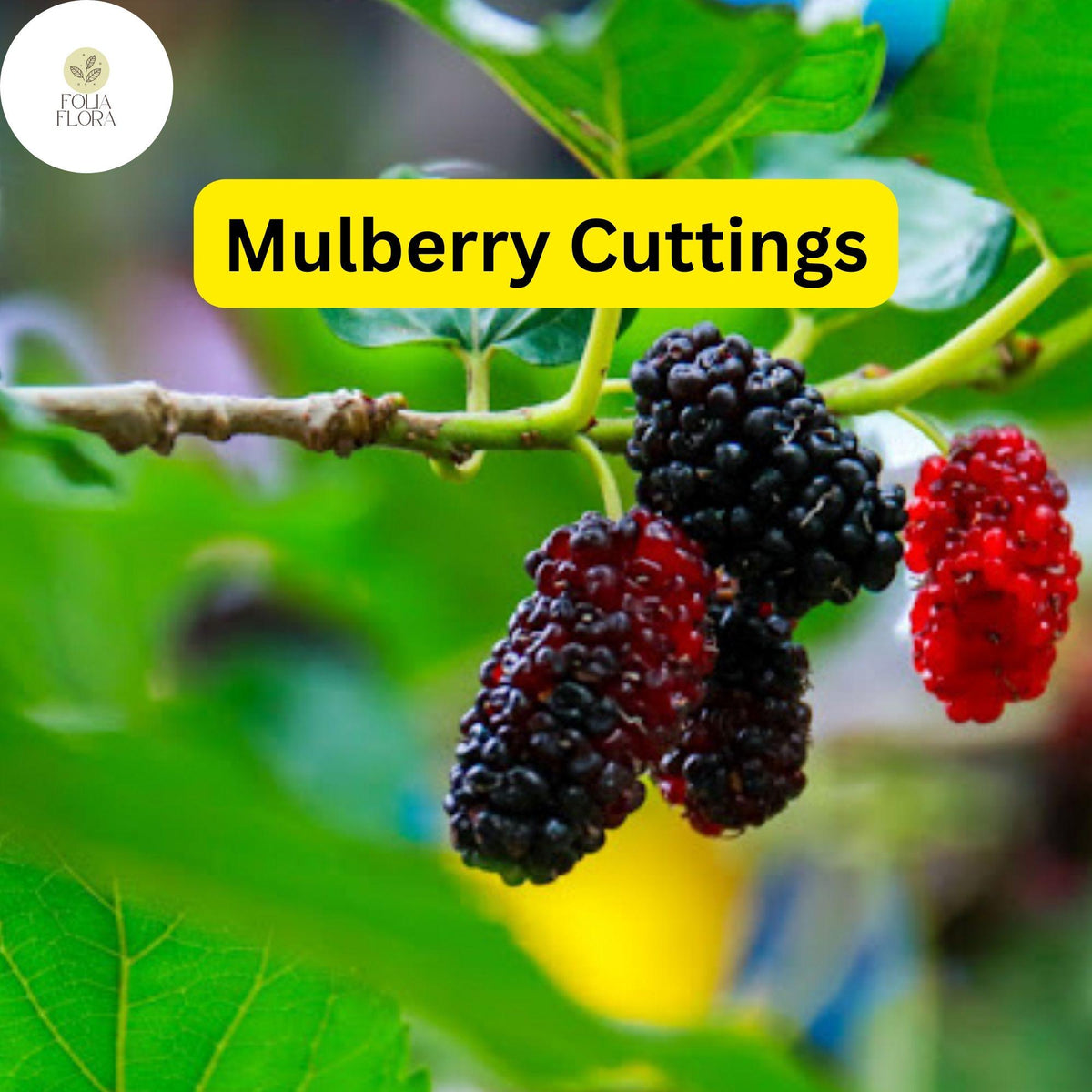 10 Mulberry Cuttings, Early Fruiting, Morus alba, Easy to Root, Edible Landscaping, Sweet Berries