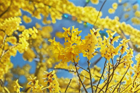 10 Forsythia suspensa Seeds – Weeping Golden Bell Ornamental Shrub for Spring Blooms