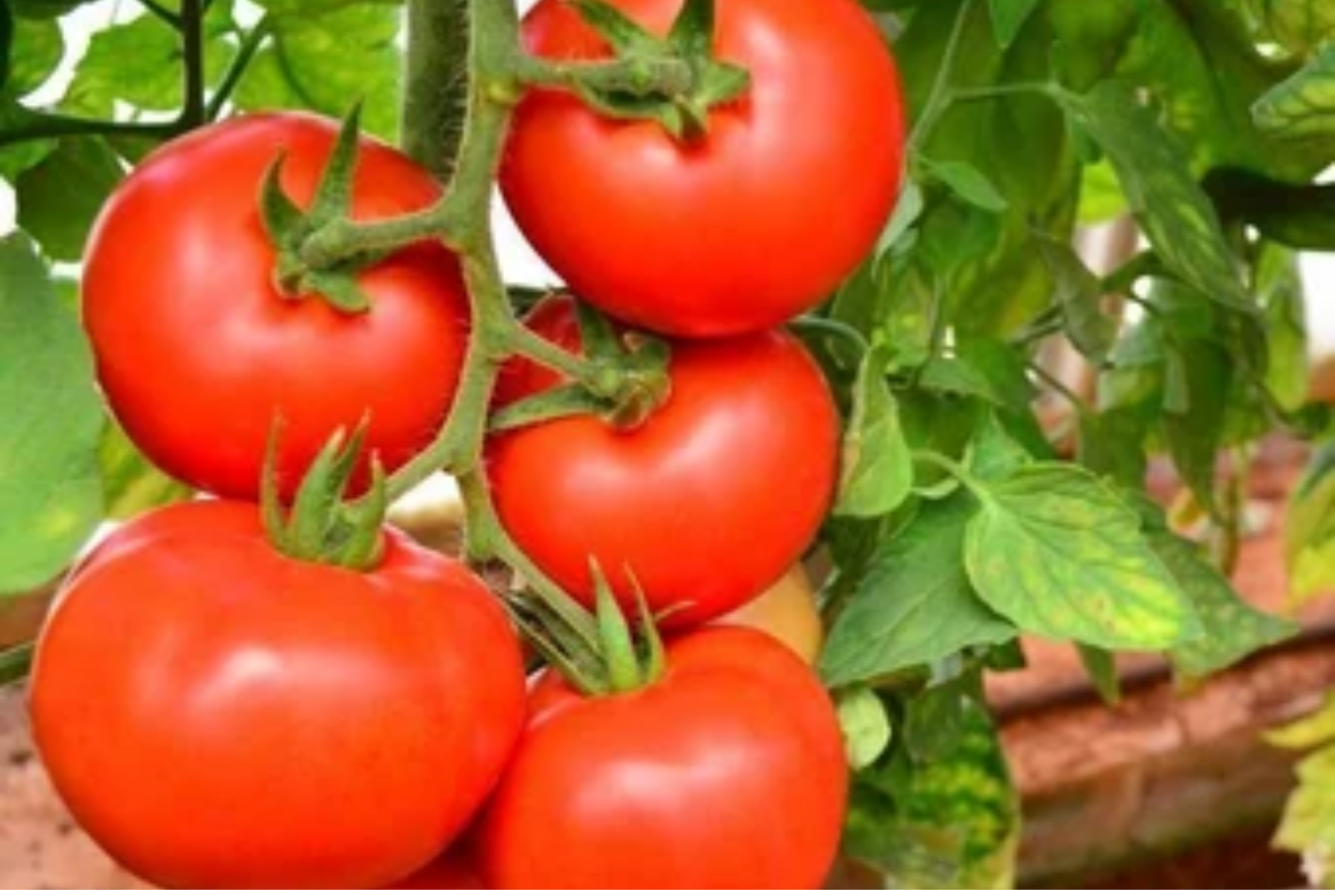 Tomato Seeds 100mg Ace 55 Heirloom Low-Acid Non-GMO Solanum lycopersicum for Slicing, Salads & Sauces