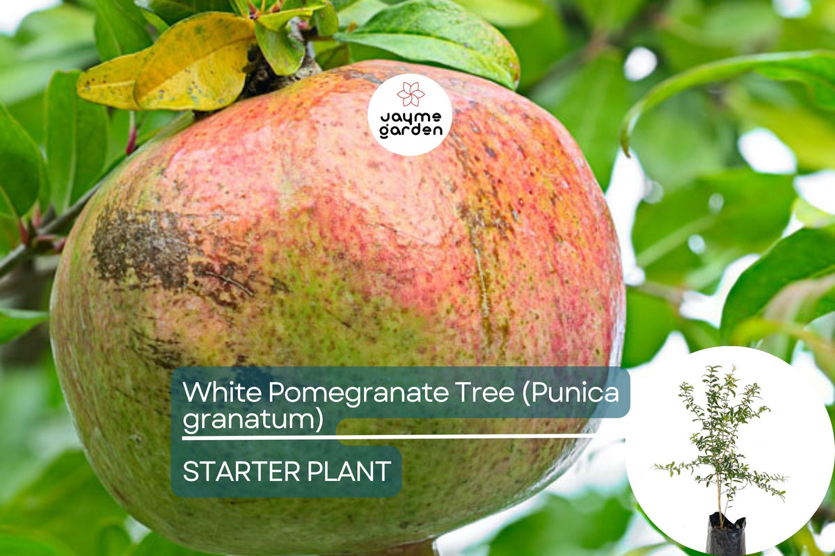 Live White Pomegranate Tree Starter Plant 12-24" | Punica granatum | Drought-Tolerant Tropical Fruit for Gardens & Containers