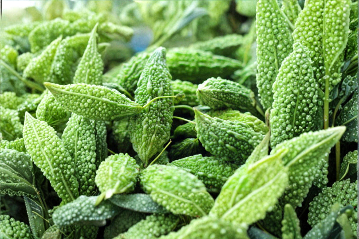 Bitter Melon Seeds - Dark Jade Hybrid - 5 Seeds - Asian Gourd - Momordica charantia - Heat-Loving Vegetable for Stir-Fry & More