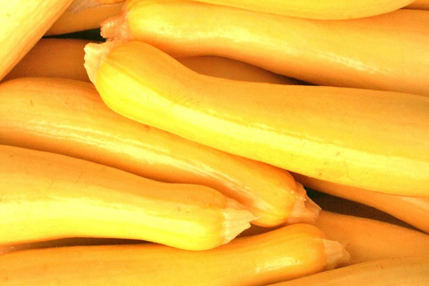 Early Summer Crookneck Squash Seeds - Non-GMO, High-Yield, Easy-Grow Cucurbita pepo, Yellow Summer Vegetable, Heirloom, Compact Plant