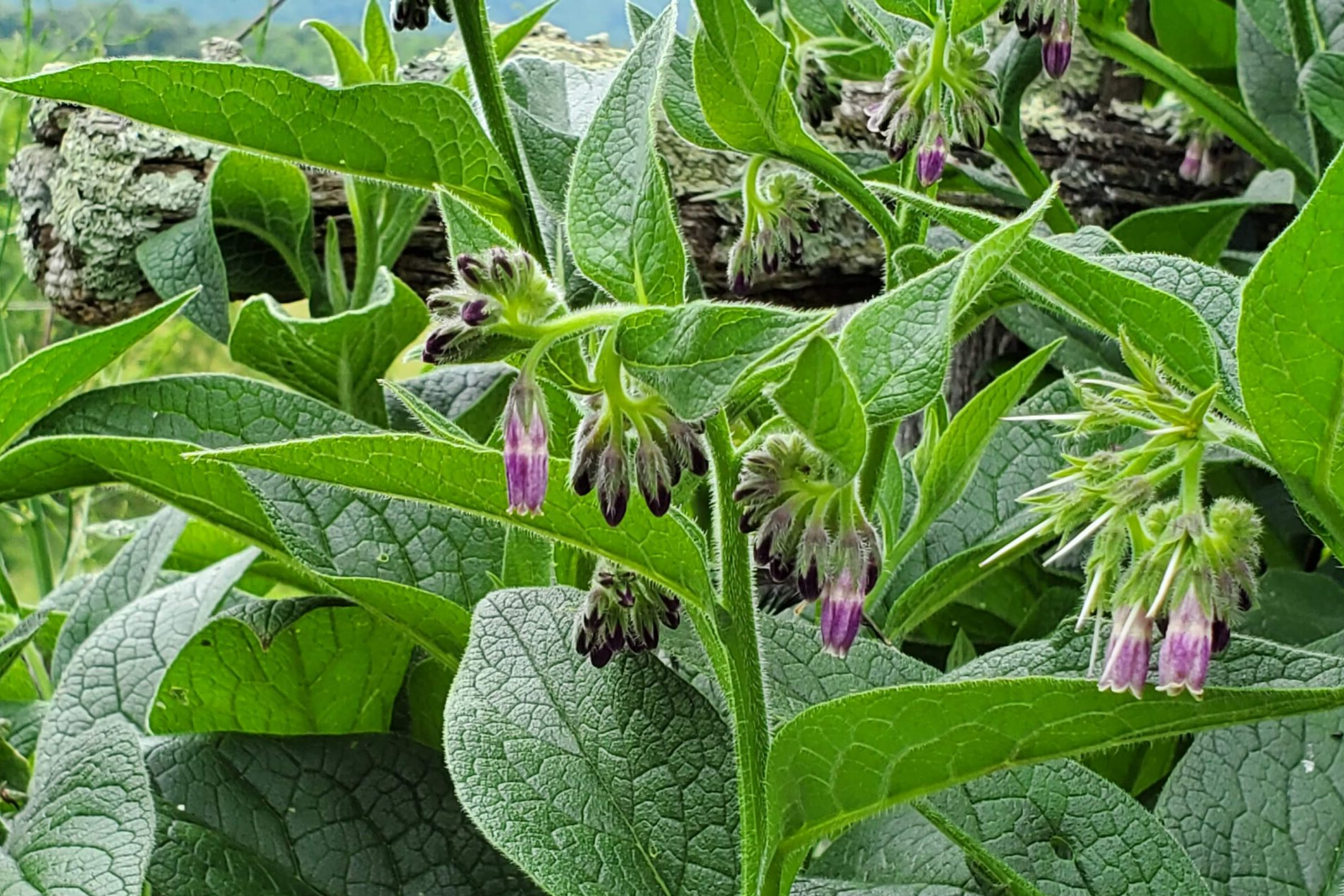 Live Root Cuttings Russian Comfrey Bocking 4 Cultivar Perennial Herb for Organic Fertilizer & Soil Health