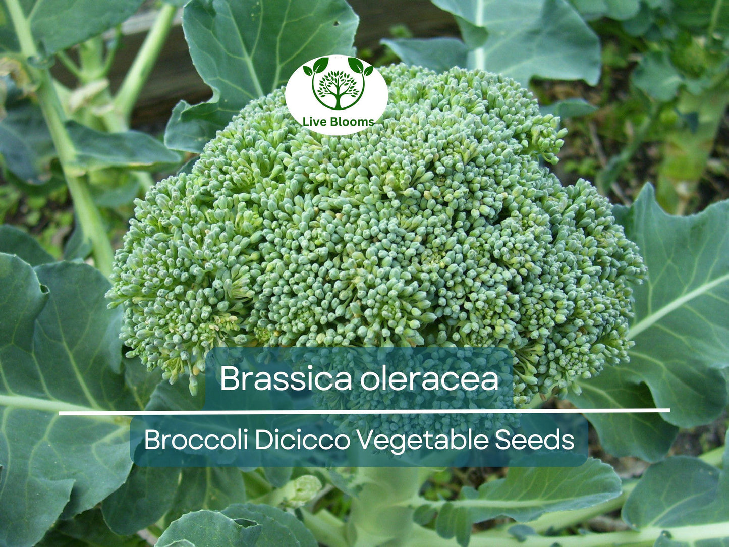 300 Seeds Broccoli Dicicco - Heirloom Brassica oleracea for Home Gardens & Nutritious Harvests