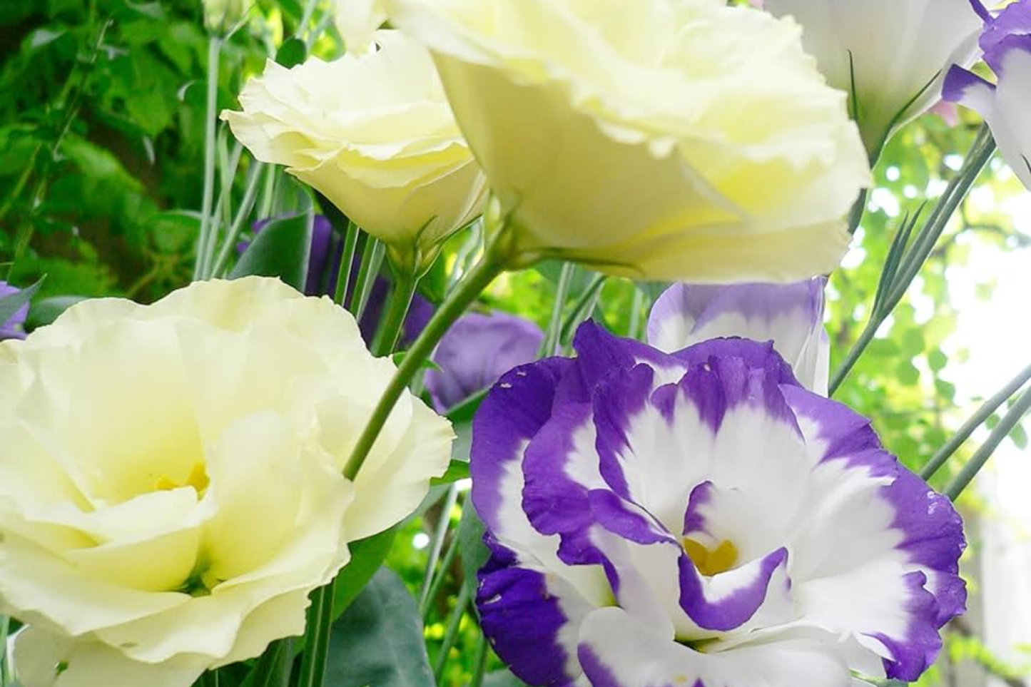 Lisianthus Seeds - 5000 Non-GMO Heirloom Garden Flower Seeds - Eustoma grandiflorum for Cutting Gardens & Pollinator Attracting