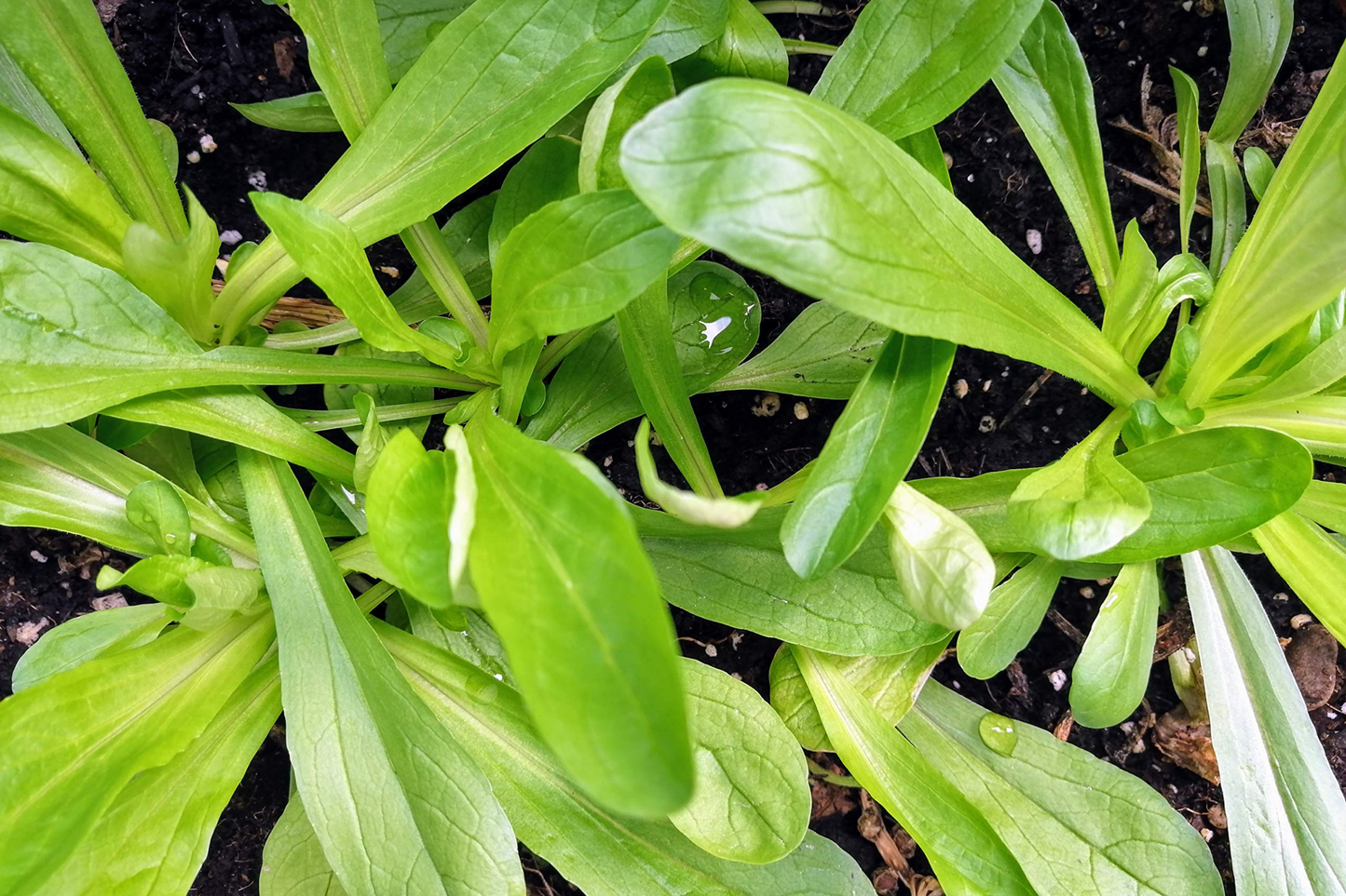 Mache Corn Salad Lettuce Seeds - Non-GMO Heirloom Valerianella locusta