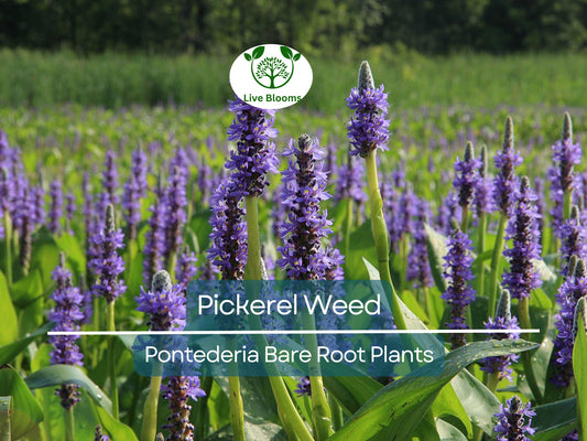 1 Pickerel Weed Live Bare Root Plant | Pontederia cordata Native Aquatic Perennial for Ponds & Wetlands
