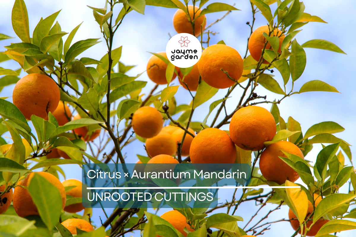 Mandarin Orange Cuttings 5-Pack, Pixie Variety Citrus × Aurantium, Organic Edible Fruit, Fast-Growing for USDA Zones 9-11