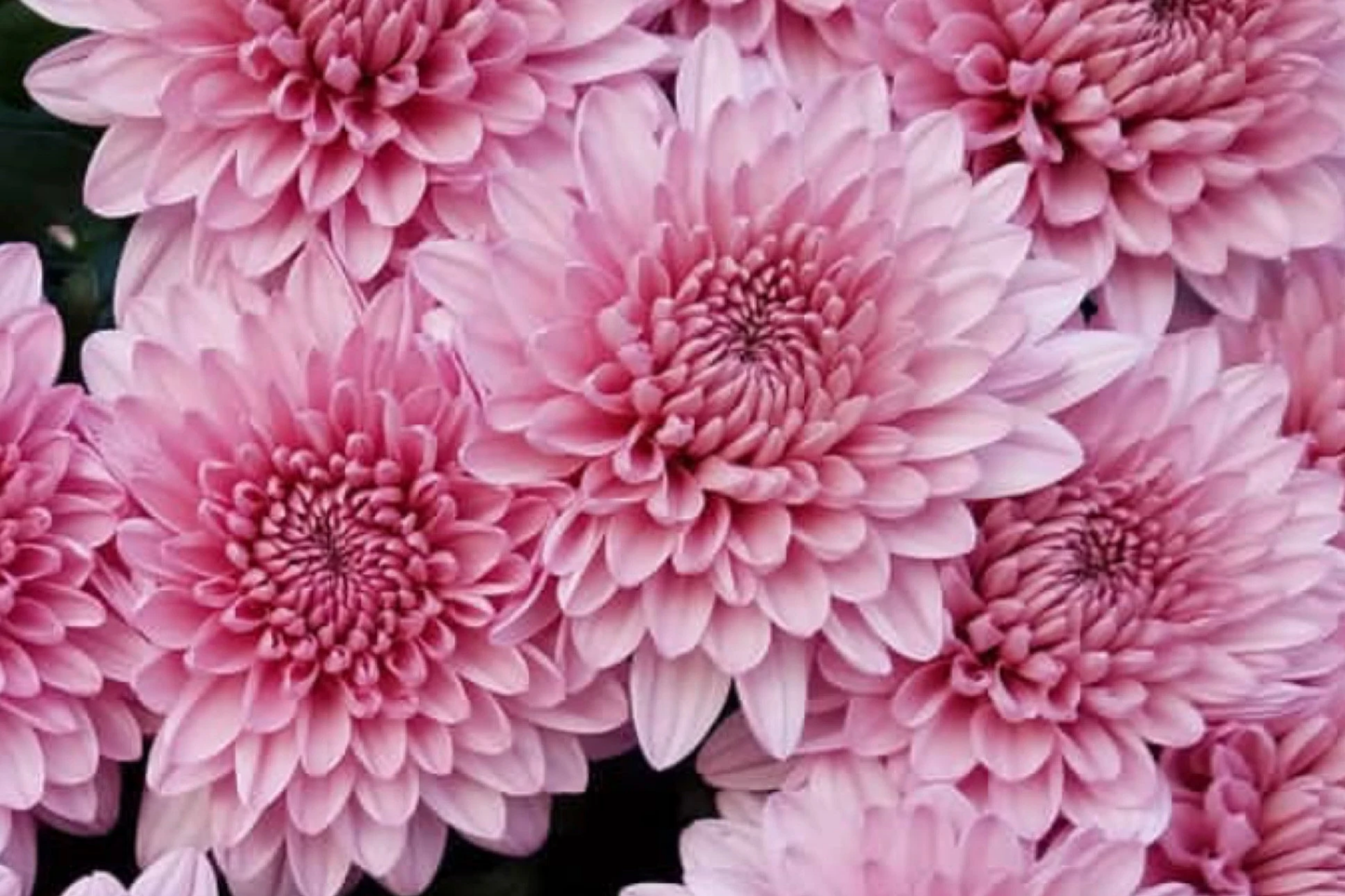 Chrysanthemum Seeds - Blush Posy Mum, Annual Flower Seeds for Garden, 200+ Seeds, Pink Blooms, Attracts Pollinators