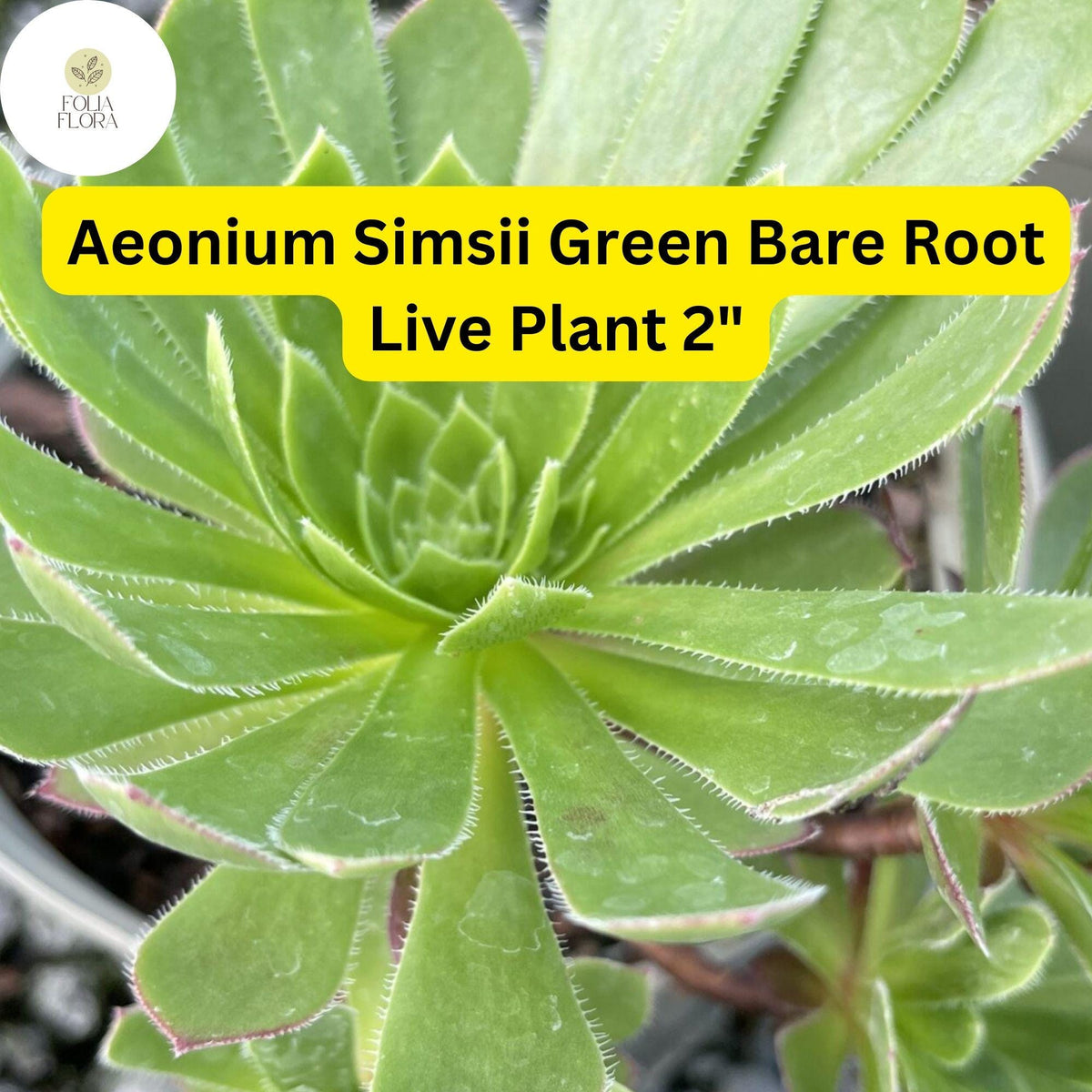 Aeonium simsii ‘Green’ | 2 Bare Root 2" Succulent Plants | Drought-Tolerant Rosette-Forming Houseplants