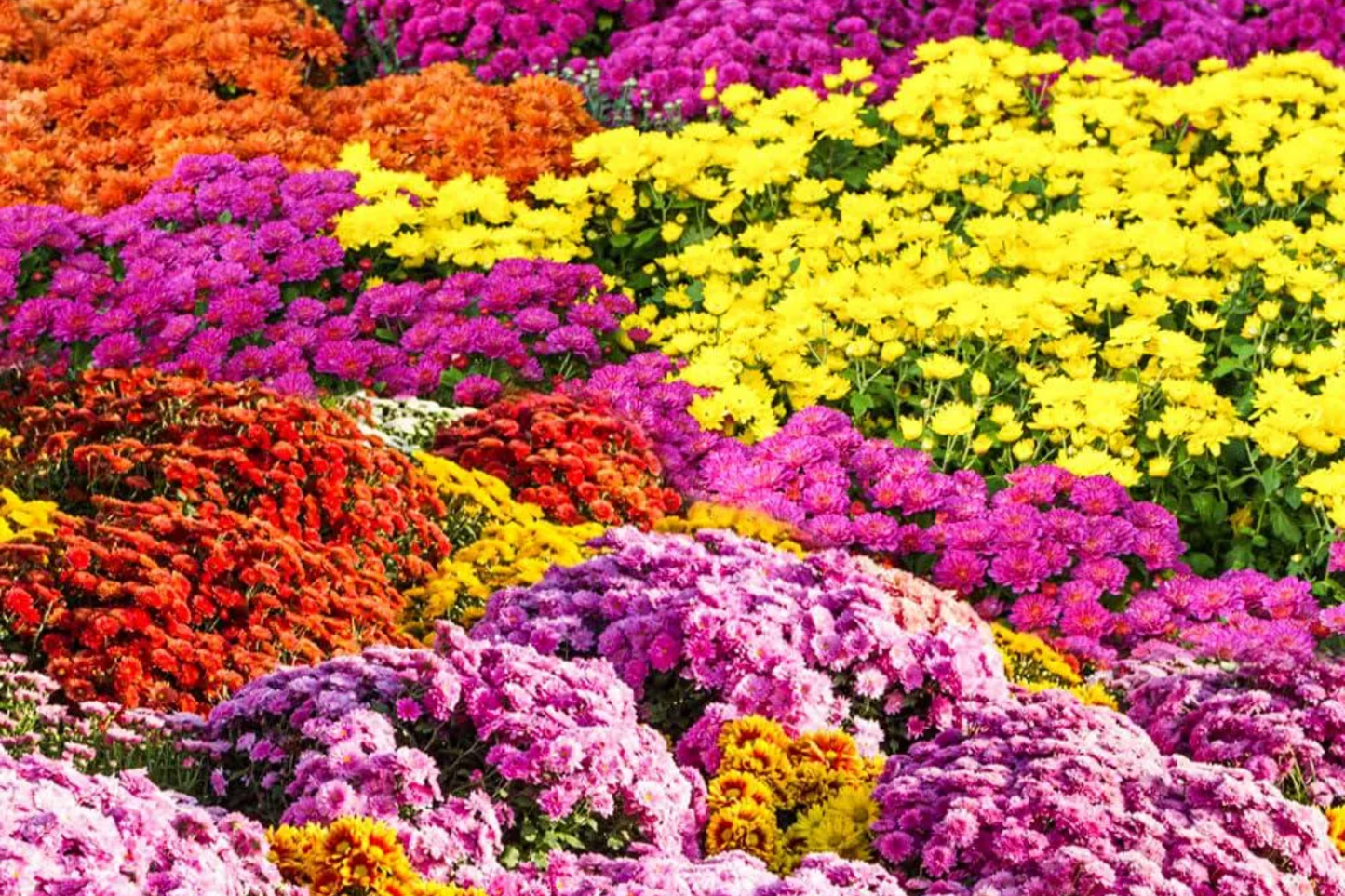 Destino Peaches Mum Chrysanthemum Seeds - 200+ Flower Seeds, Peach Blooms, Chrysanthemum morifolium, Fall Garden Flowers