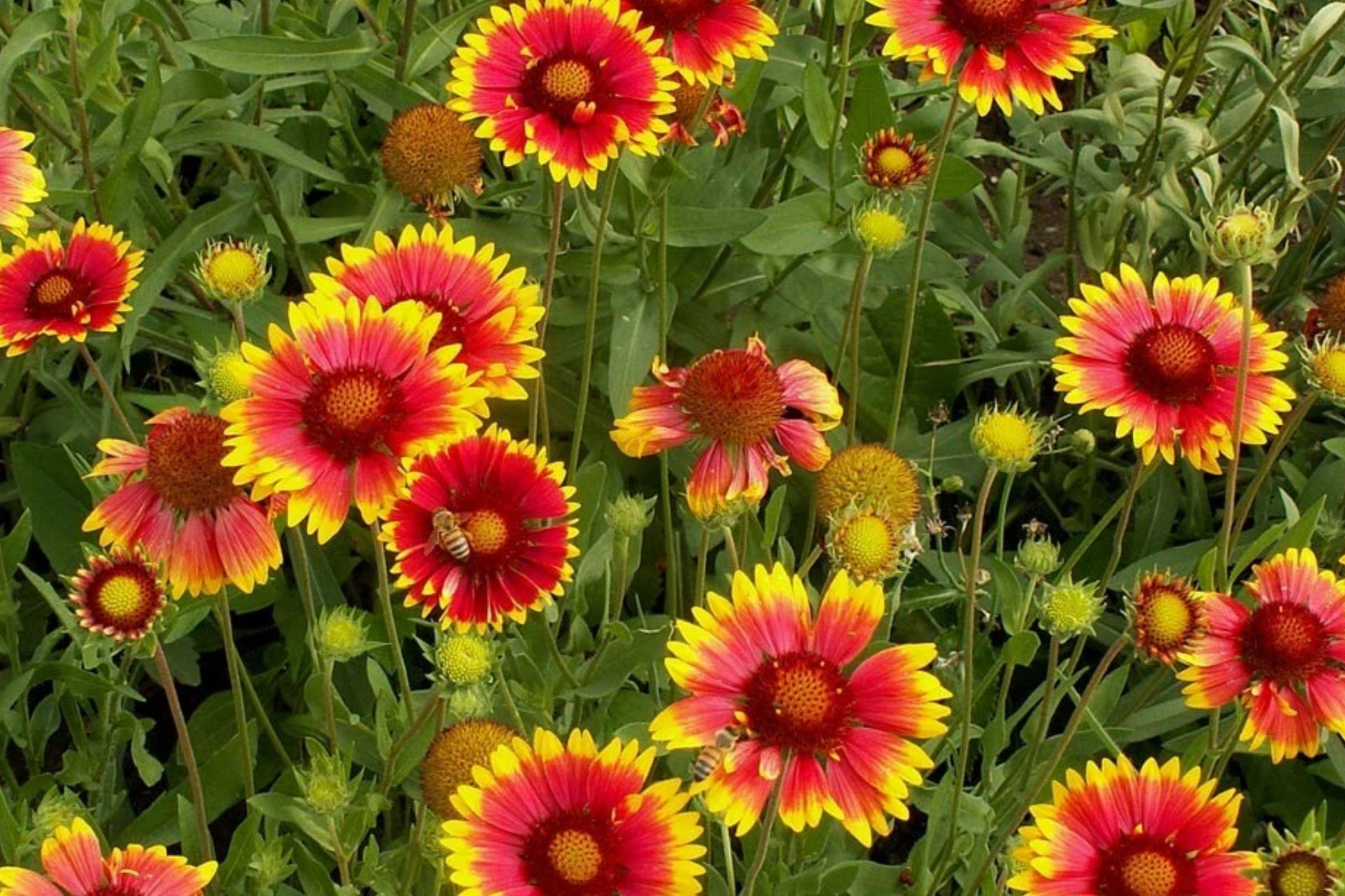 Blanket Flower Seeds - Aristata Mix - Gaillardia aristata - Vibrant Annual Garden Bloom Seeds for Borders & Containers