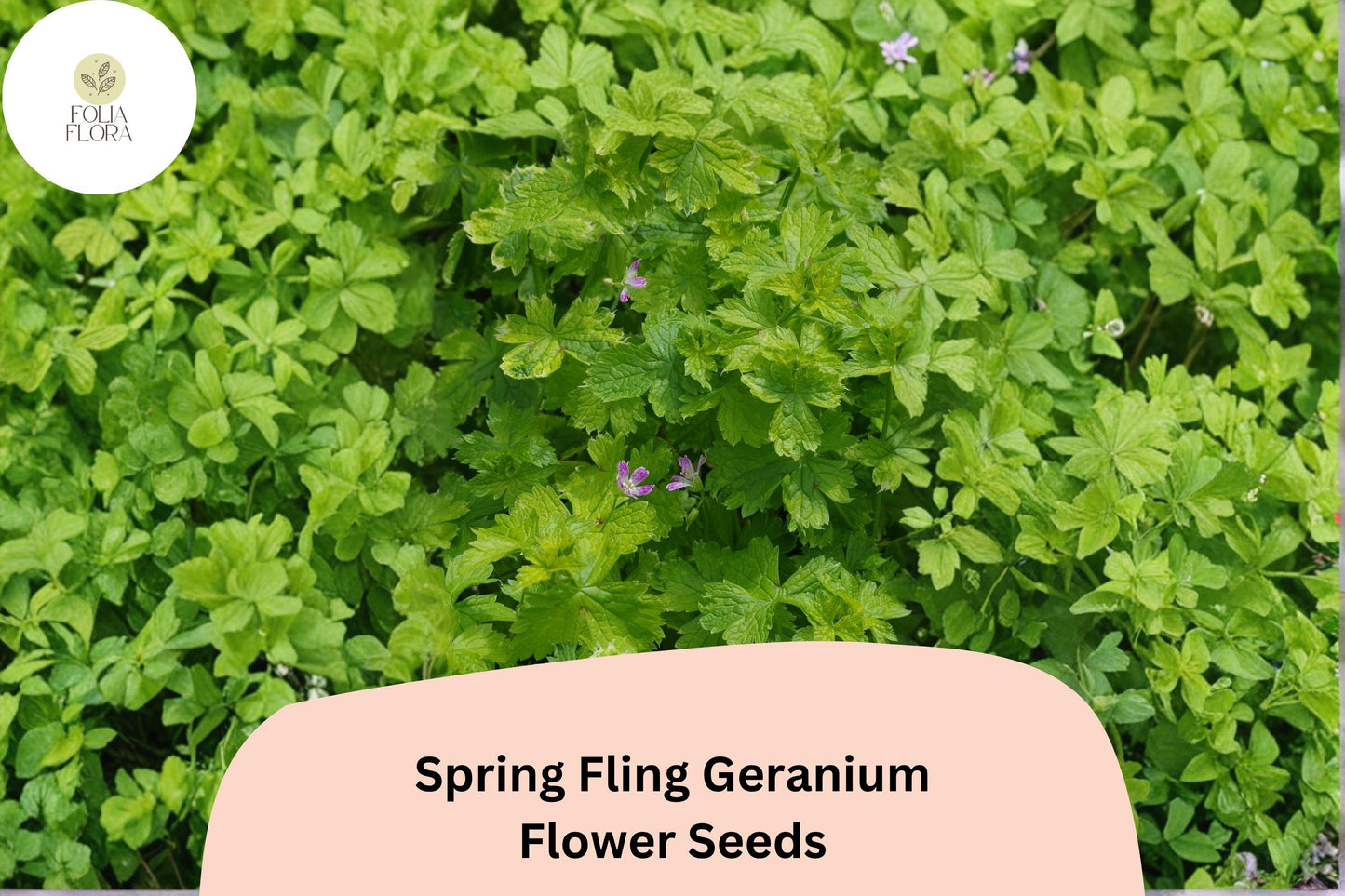 25+ Spring Fling Geranium Seeds | Hardy Perennial Green Cranesbill for Garden Borders & Beds