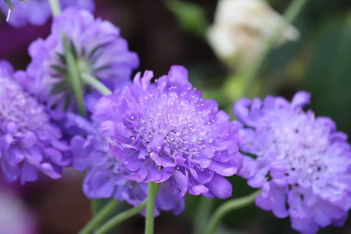 Butterfly Blue Scabiosa Seeds - Annual Blue Flower Pack of 75 Seeds - Scabiosa columbaria for Garden Beds & Borders