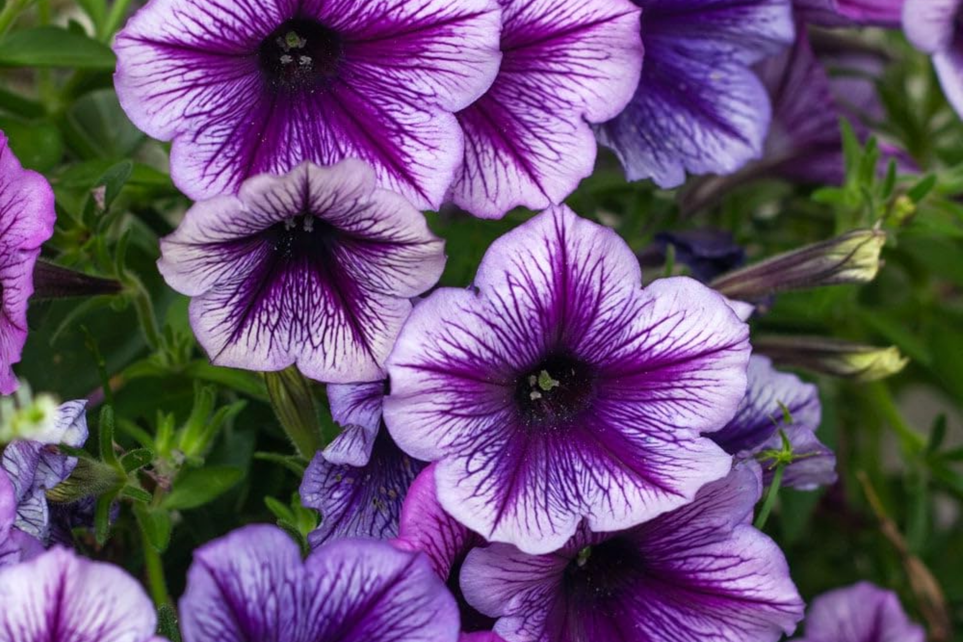 Sublime Plum Petunia Seeds - 1000+ Bulk Pack - Perennial Flower Seeds - Deep Plum Blooms - Petunia x hybrida - US Seller