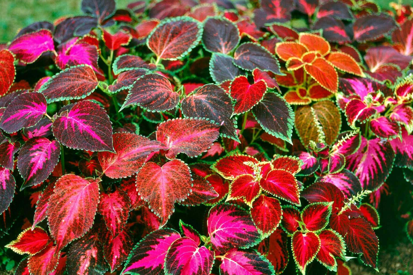 Coleus Flower Plant Seeds Rainbow Mix | Non-GMO Annual Perennial Garden Seeds