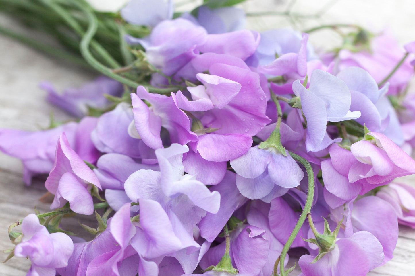 Royal Lavender Sweet Pea Seeds | Climbing Vine with Fragrant Purple Blooms | Lathyrus odoratus