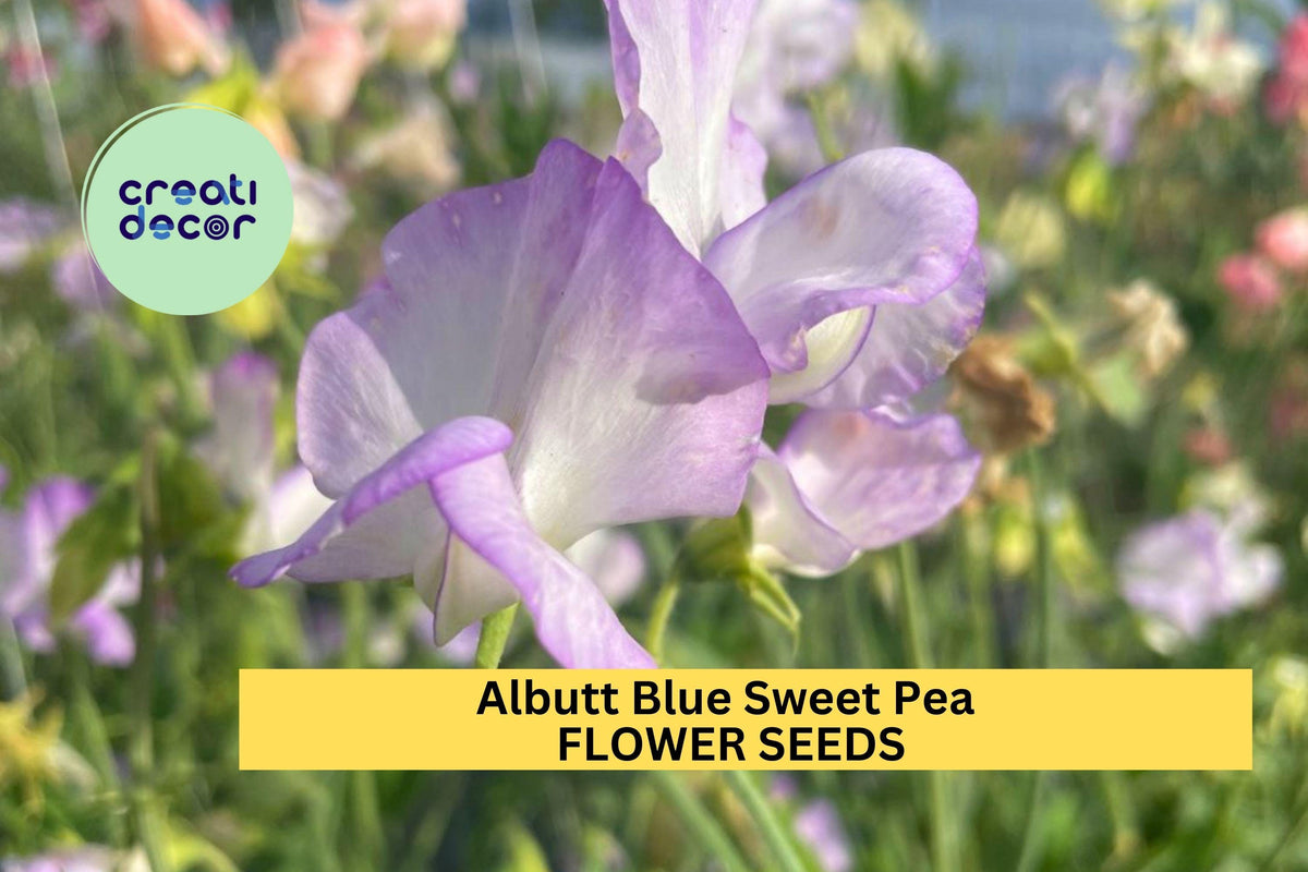 50+ Albutt Blue Sweet Pea Seeds – Cream & Lavender Fragrant Climbing Vines for Trellises