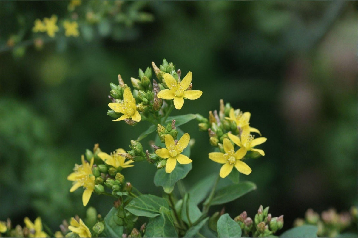 Dotted St. John's Wort Seeds - 500 Pack - Hypericum punctatum - Native Perennial Wildflower - Bright Yellow Blooms - Pollinator Plant