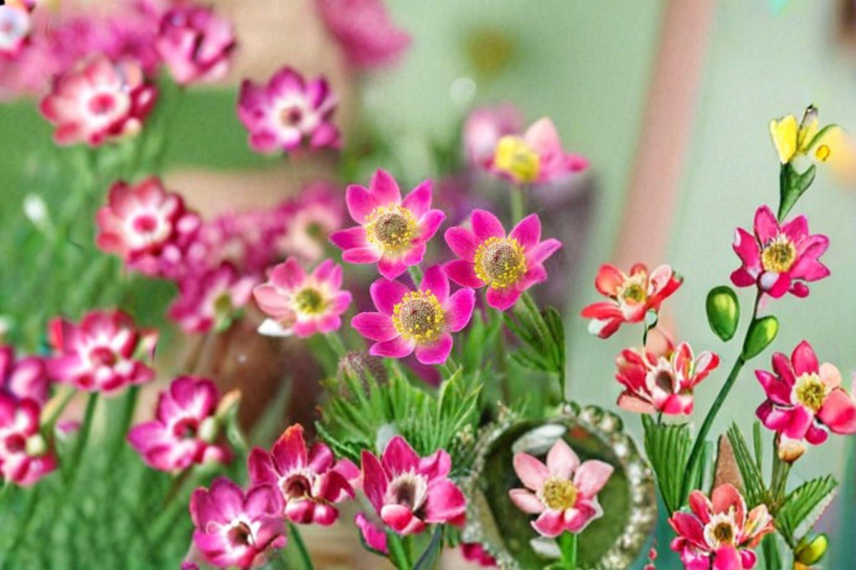 Anemone multifida Seeds - 100 Count Windflower, Native Perennial Wildflower, Early Bloomer for Pollinator Gardens