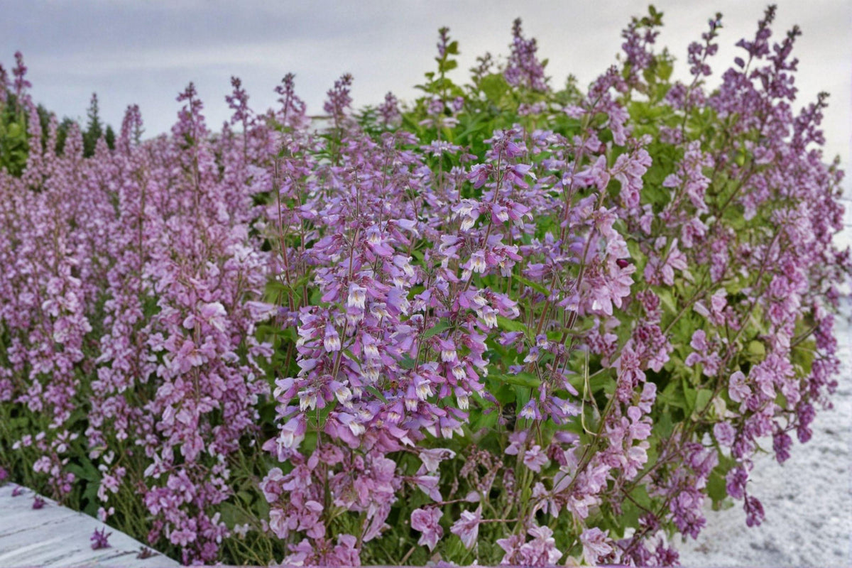 Hairy Beardtongue Seeds - 100 Seeds - Penstemon hirsutus - Native Wildflower for Pollinator & Woodland Gardens