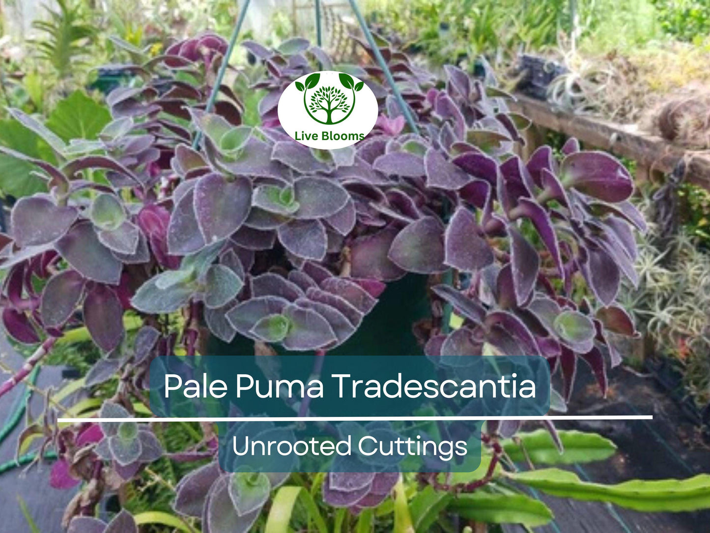 5 Tradescantia Wandering Jew 'Pale Puma' Unrooted Cuttings - Fuzzy Purple Indoor Plant