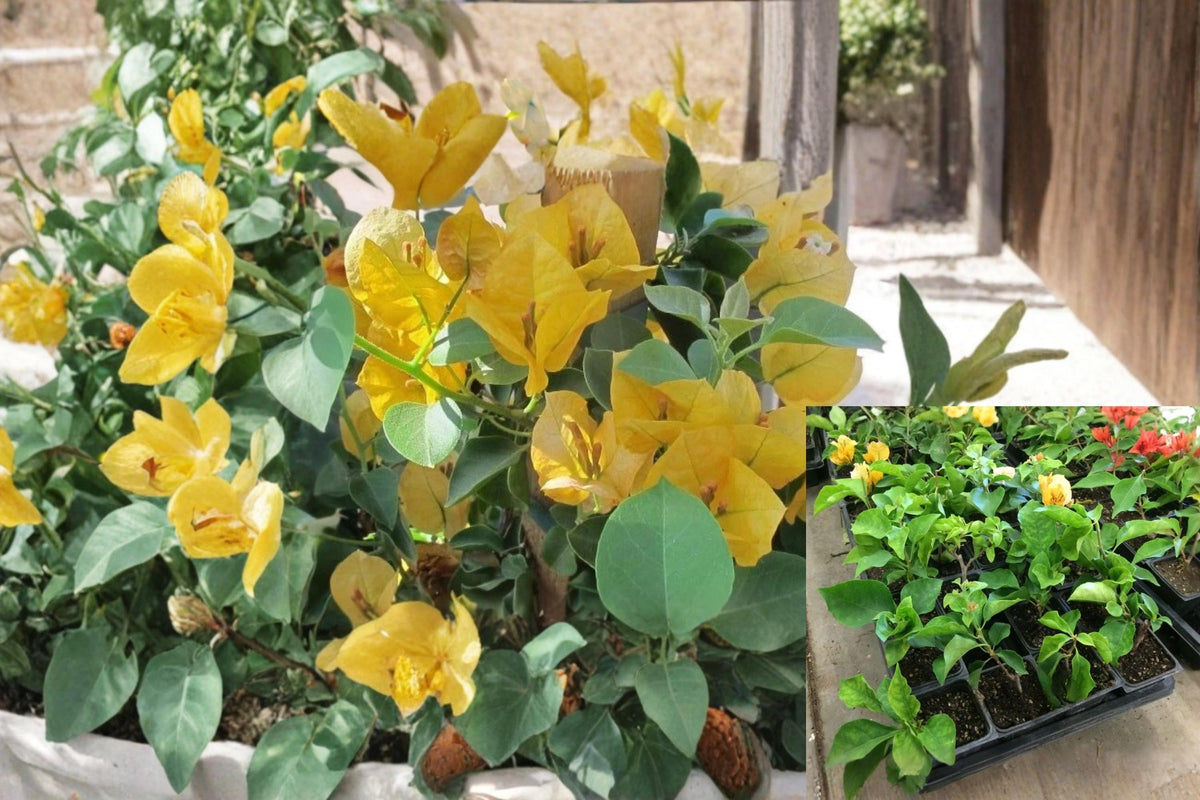 Bougainvillea Rooted Cutting 1 California Gold Live Plant - Bougainvillea, Golden Bracts, Tropical Flowering Vine, Ornamental Shrub