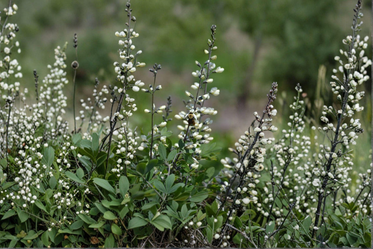White Wild Indigo Seeds - 15 Perennial Flower Seeds - Baptisia alba - Native Pollinator-Friendly Wildflower