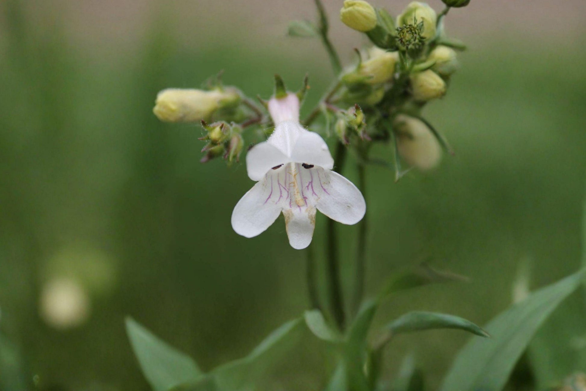 Pale Beardtongue Seeds – Penstemon pallidus Native Wildflower for Pollinator Gardens, Prairie Restoration, 100 Seeds