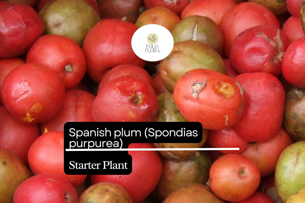 Spanish Plum Tree Starter Plant 3'-4' Spondias purpurea Tropical Fruit Tree Drought-Tolerant for Garden or Container