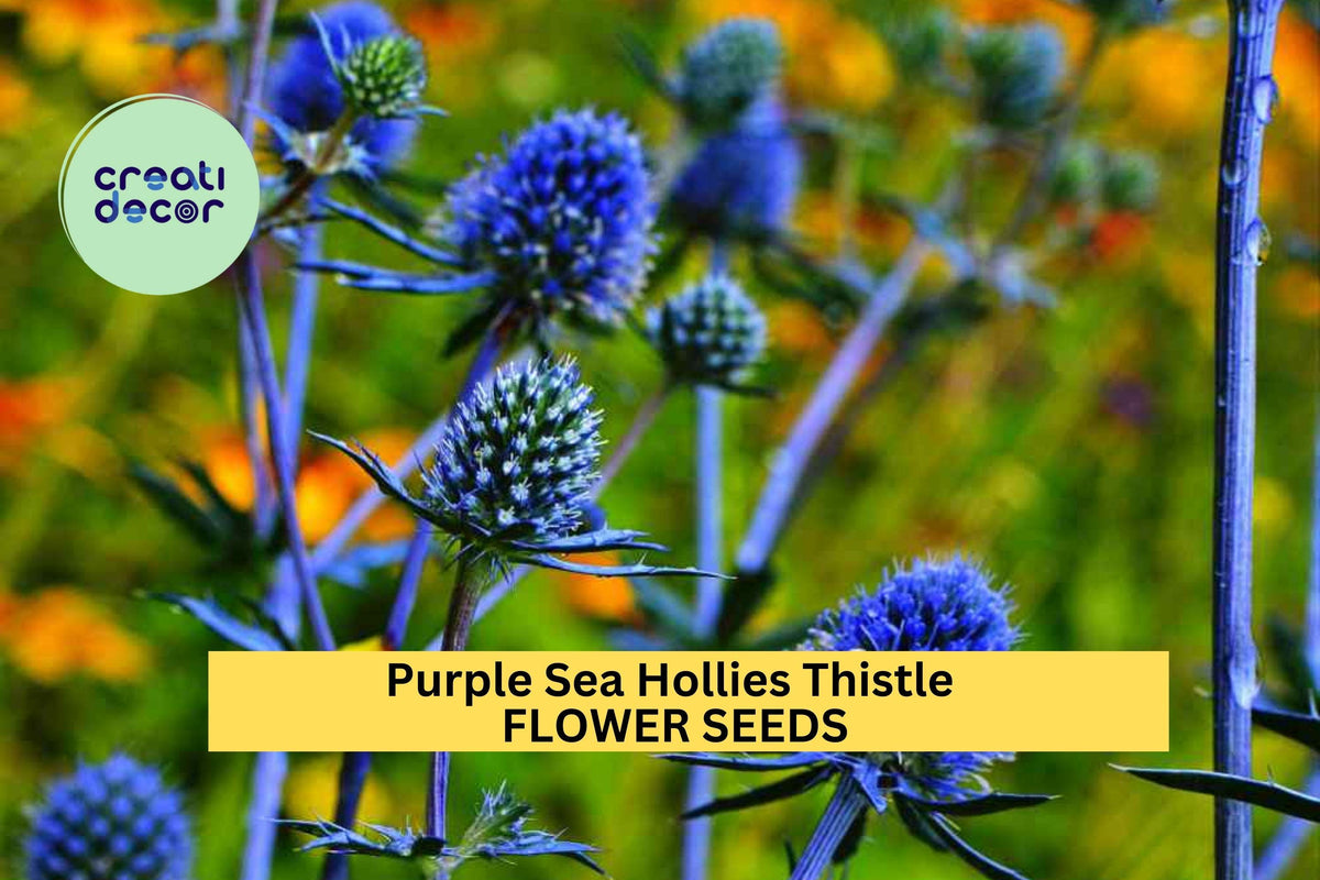 200+ Purple Sea Holly Seeds – Drought-Tolerant Violet-Blue Perennials for Pollinator Gardens
