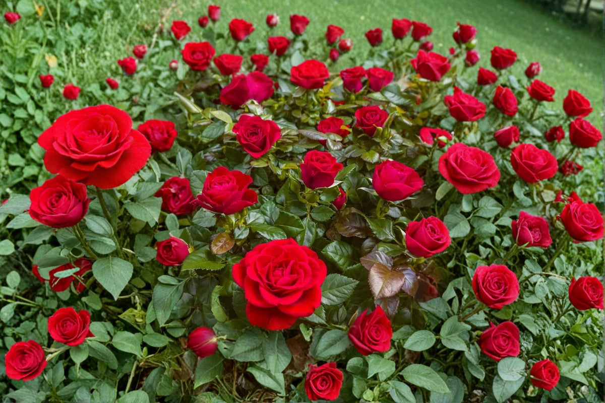 Mister Lincoln Rose Cuttings 6-8" Unrooted Red Hybrid Tea (Rosa ‘Mister Lincoln’) for Propagation, Ornamental Garden Use