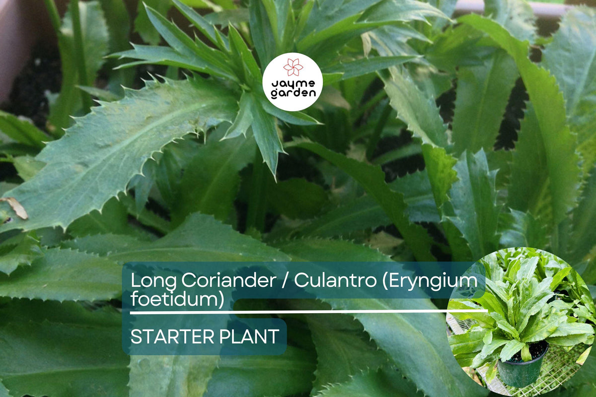 Long Coriander Starter Plant – Vibrant Culinary Herb (Eryngium foetidum) for Latin & Caribbean Dishes, Easy Grow Kitchen Herb