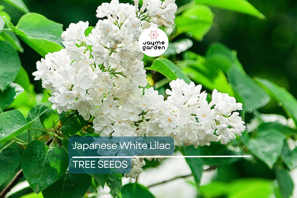 Japanese White Lilac Tree Seeds - 25 Seeds, Fragrant Creamy-White Flowers, Cold Hardy (Syringa reticulata)