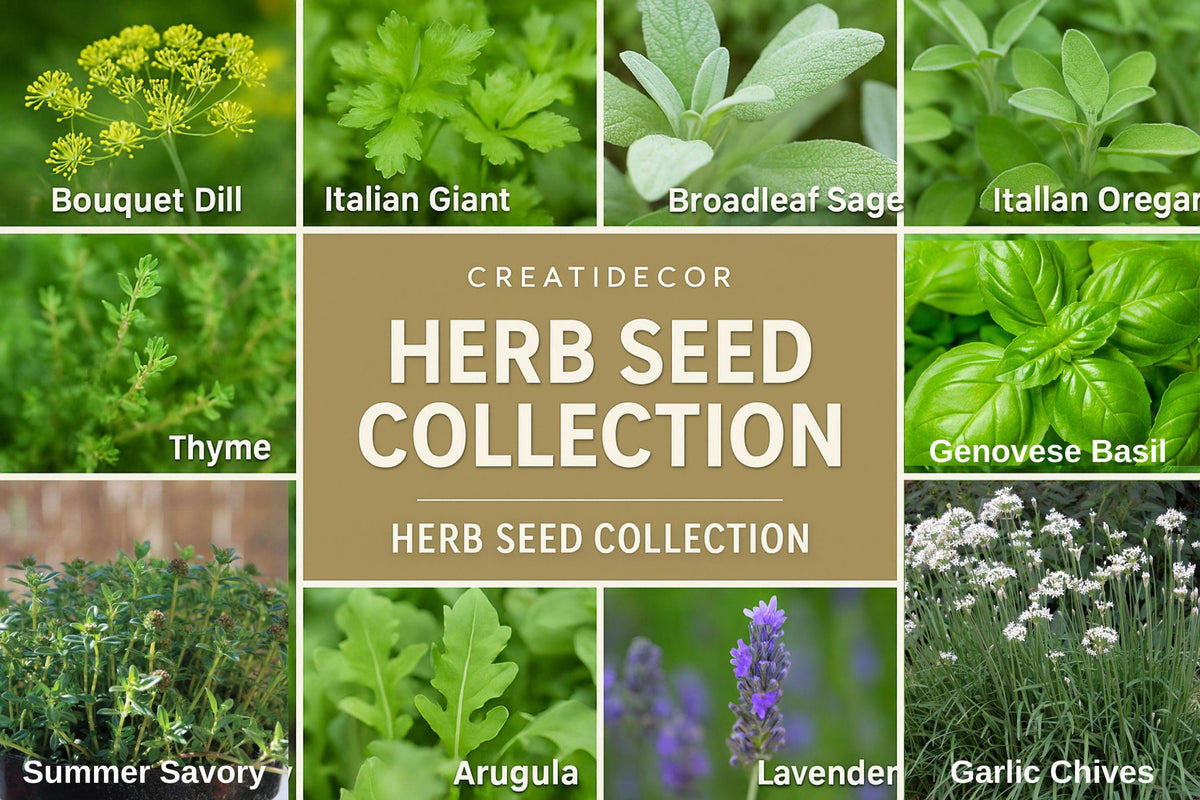 Set of 12 Herb Seeds – Culinary Favorites Including Basil, Dill, Parsley, Thyme, Lavender, Oregano, and Cilantro – Non-GMO